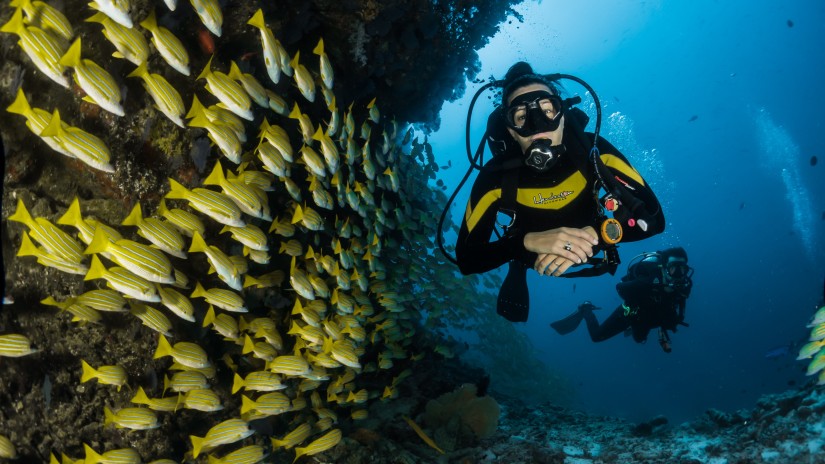 diver beside a school of fish