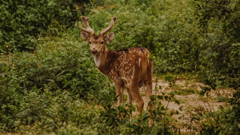 deer in a forest2