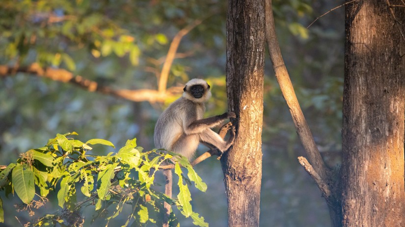 Bhadra Wildlife Sanctuary 1