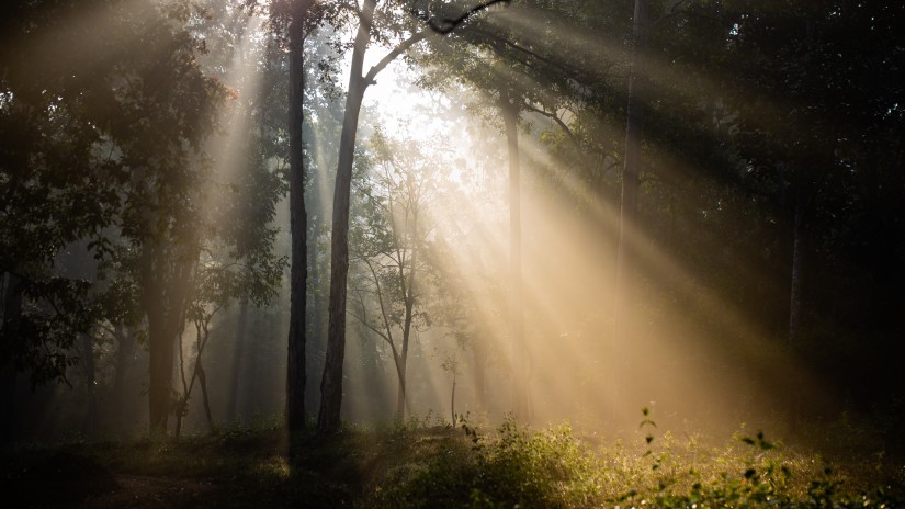 A view from inside the Bhadra Wildlife Sanctuary of sun shining through trees