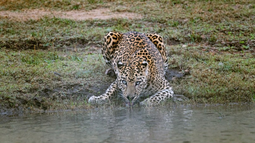 a leopard drinking water near a waterhole 