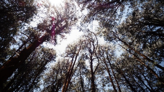 sun shining through trees 0394