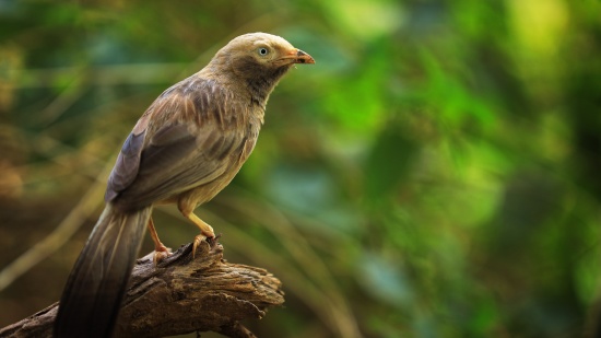 Silver Sand Hotels and Resorts - image of a bird on a branch