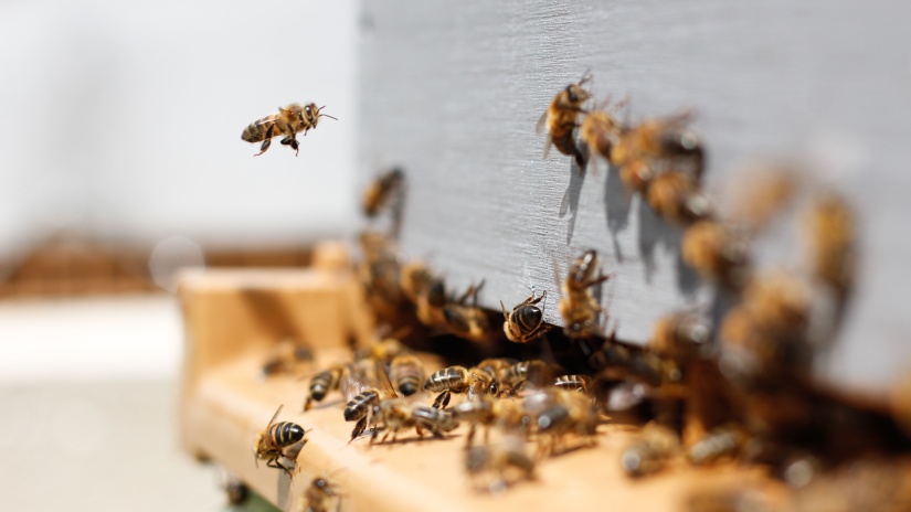 a closeup view of honeybee farming where a group of bees are captured buzzing together