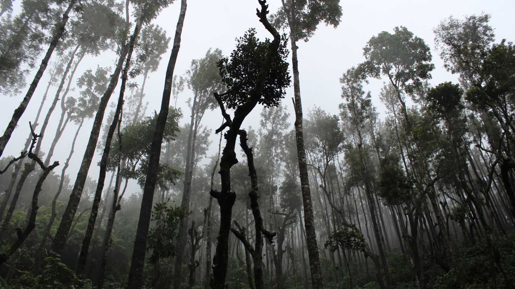 Places-To-Visit-in-Chikmagalur