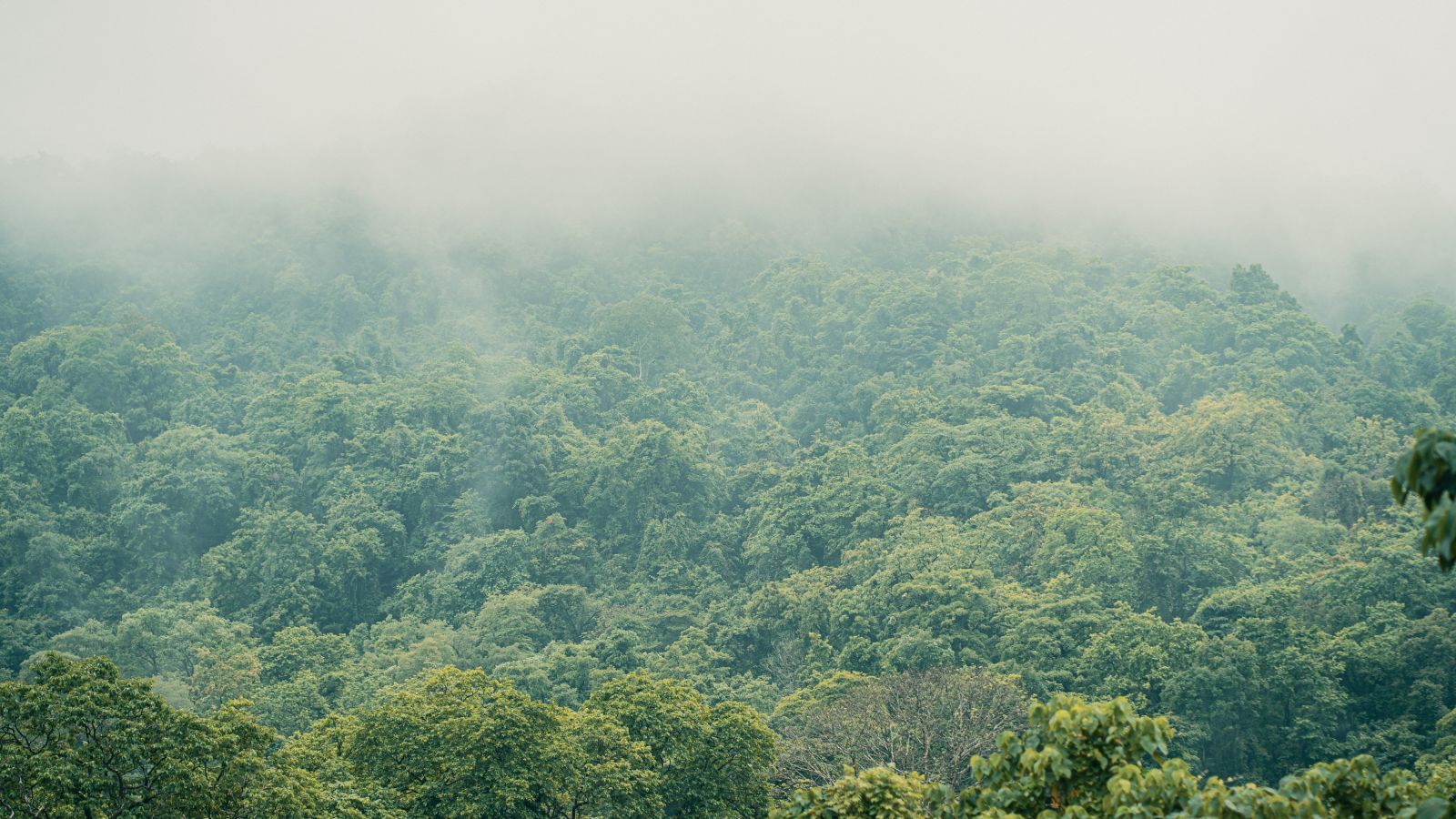 aerial view of a forest with mist covering the top of it