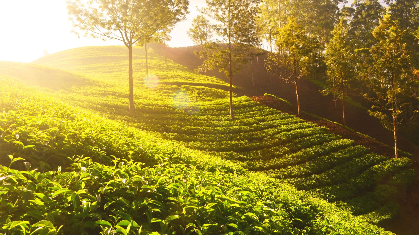 Tea gardens during golden hour