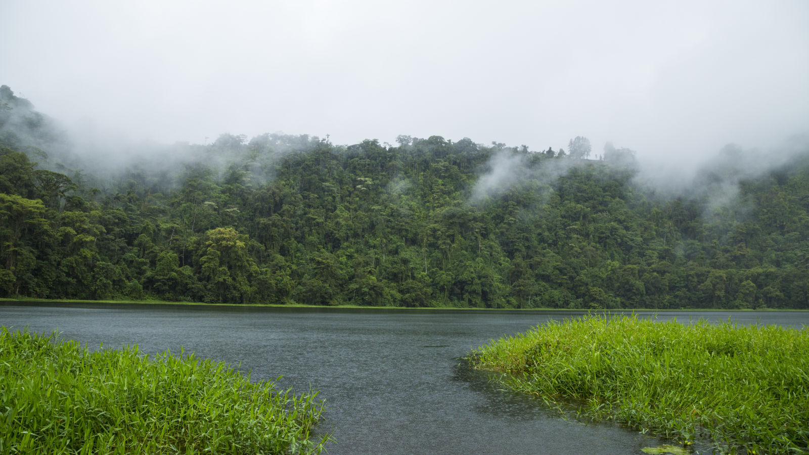 a beautiful river in a tropical rainforest covered in fog