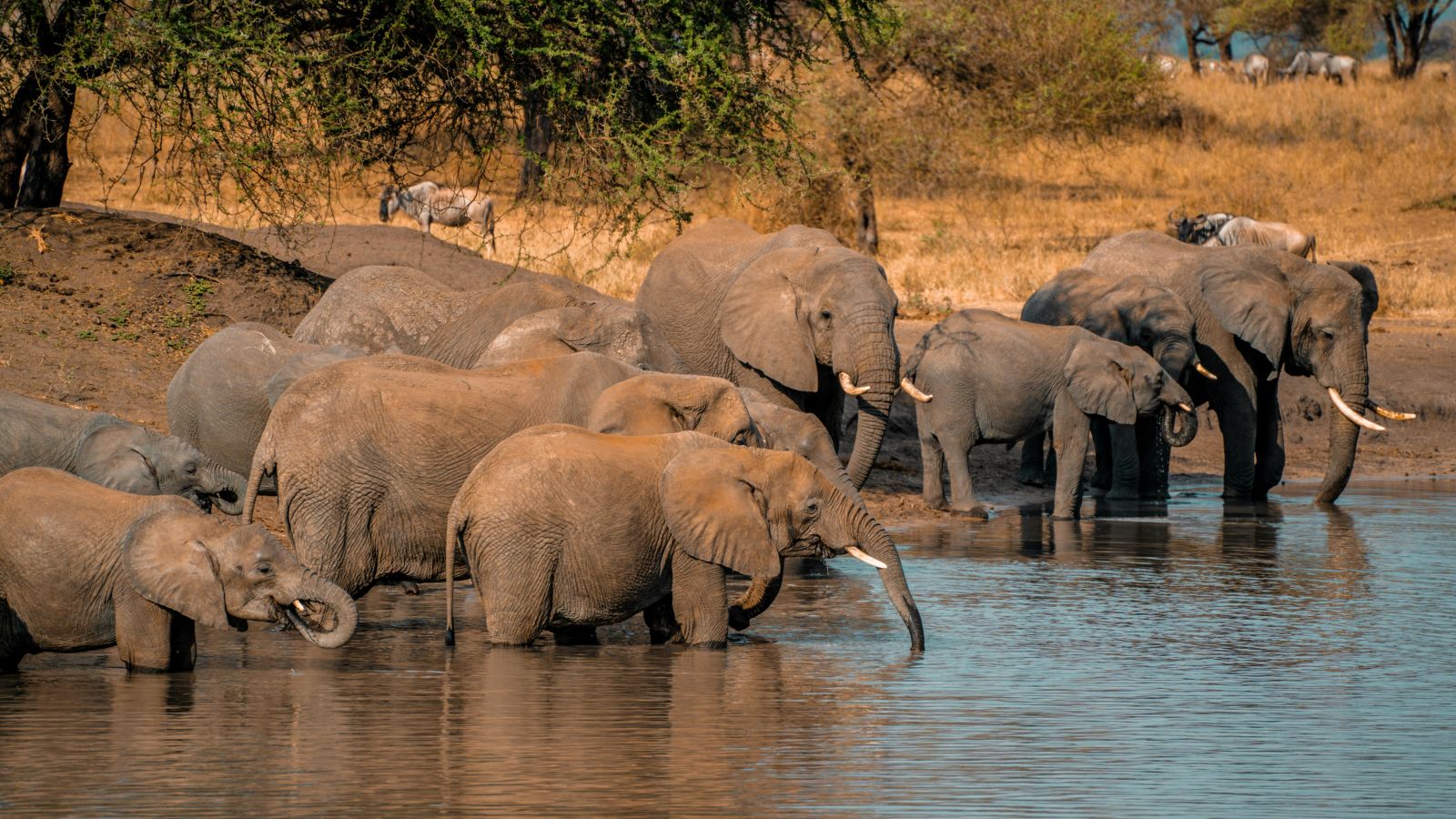 image of a group of elephants quenching their thirst and bathing themselves from a lake 