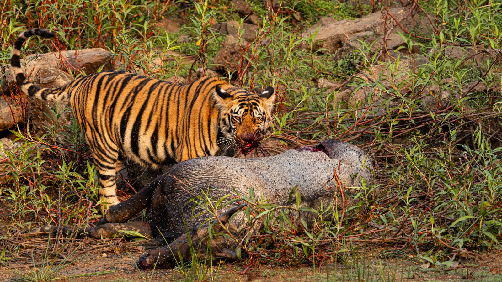 a bird perched on a branch at Tadoba Andhari Tiger Reserve during day time