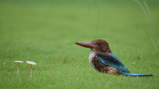 a whte throated Kingfisher