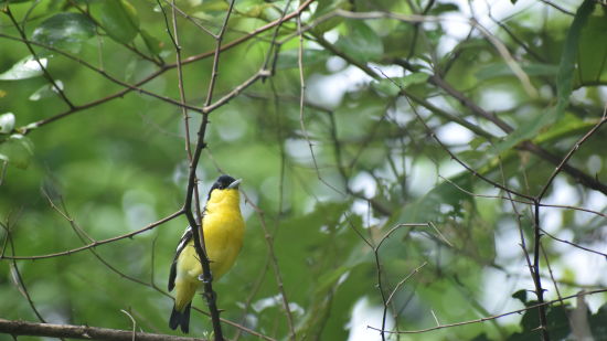 a Goldfinch persched on  a tree