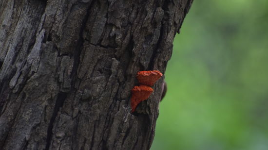 a tree bark