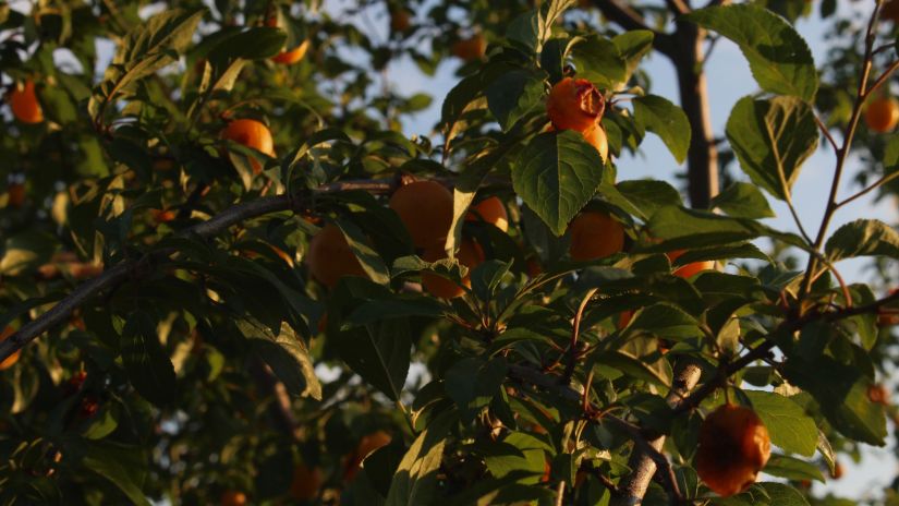 Apple blossoms