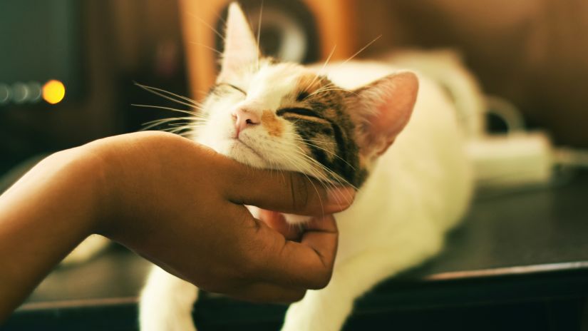 cat being pampered, during the golden hour