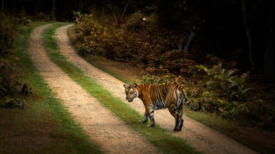 Tiger walking on a dirt path in a forest, looking back.