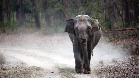 An elephant walking on a forest trail