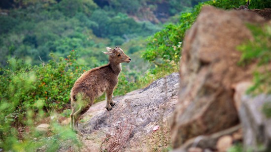 animal sighting during jungle safari at kabini