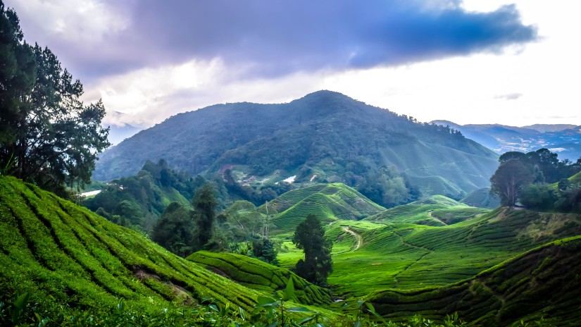 lush green mountains