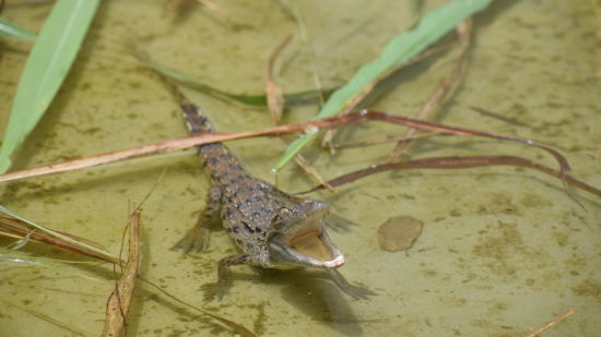 a baby crocodile