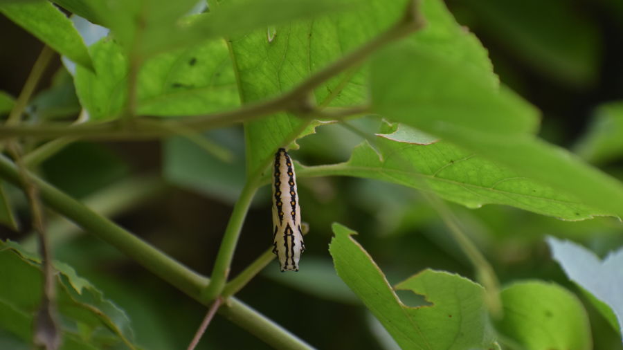 butterfly chrysalis on a tree