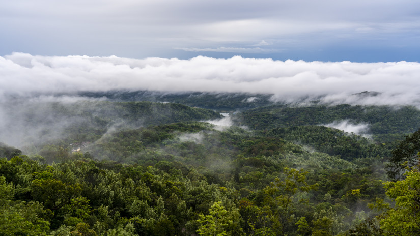 lush hills enveloped by fog