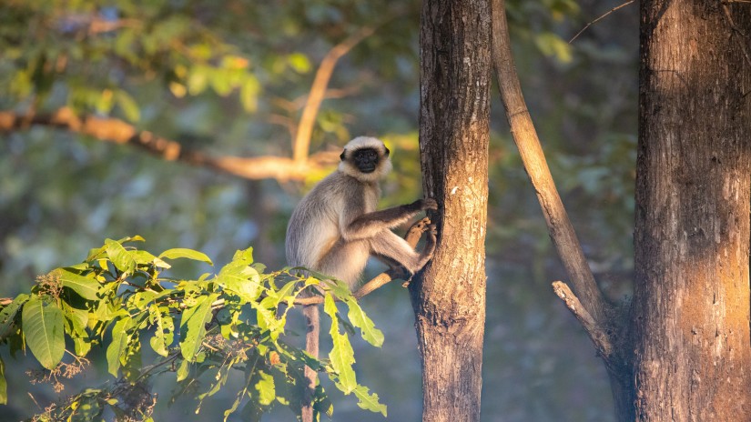 Bhadra Wildlife Sanctuary 1