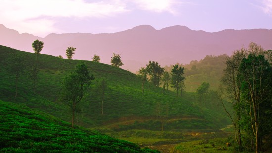 view of lush plantations in wayanad