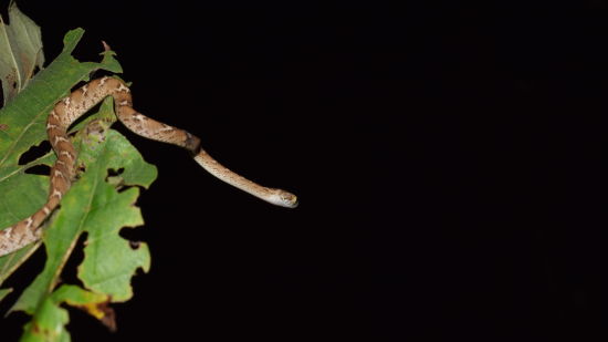 a snake on a leaf at night