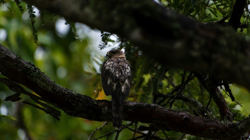 a bird perched on a branch of a tree while looking up with the background blurred