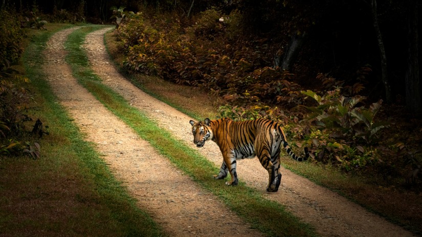 Tiger walking on a dirt path in a forest, looking back.