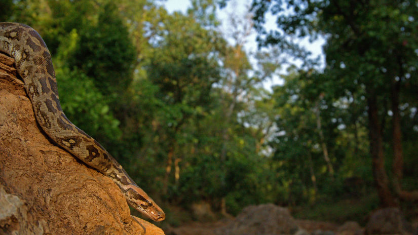 Rock Python at Madhya Pradesh Jungle Safari