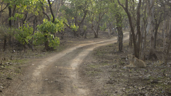 an image of an empty road leading inside a forest during day time 