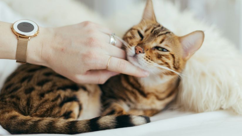 Cat being pampered by owner with old money Vibes