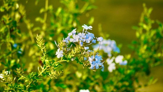 flowers in kabini