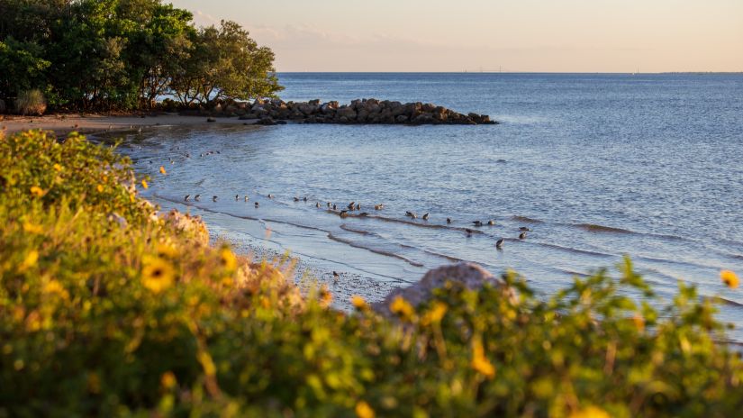 a beautiful beach side next to a large water body shot from a angle which captures a garden of yellow flowers on the shore