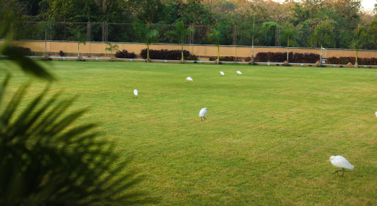 alt-text lush green lawn with white birds at Jagira Ananta Elite