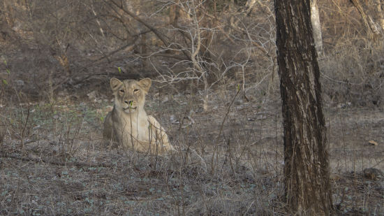 an image of a tiger sitting amidst dried up branches 