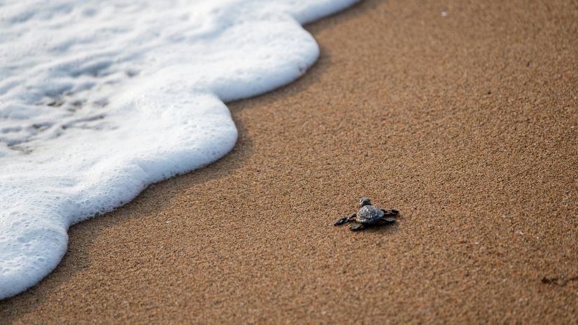 baby turtle on beach