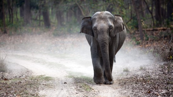 An elephant walks towards us on a white sandy pathway amidst the jungle