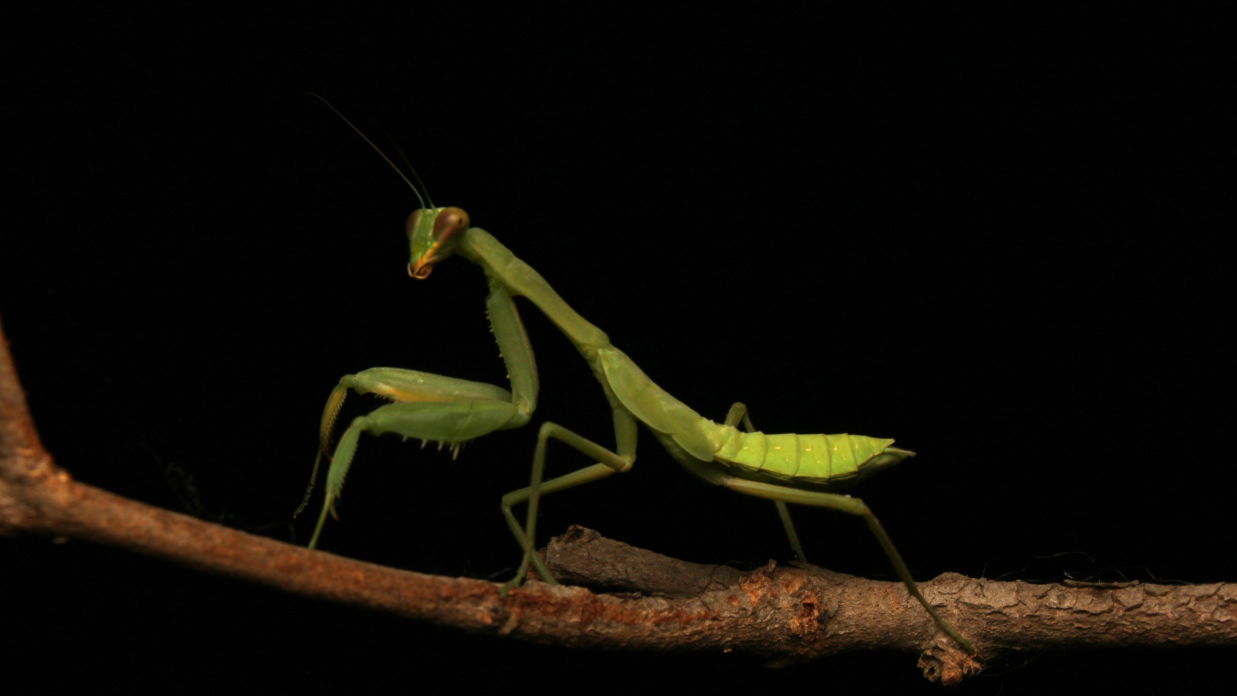 A Praying Mantis on a Brown Twig