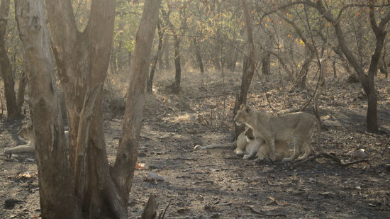 image of forest