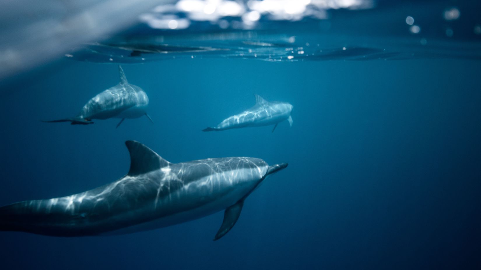 a pod of dolphins underwater