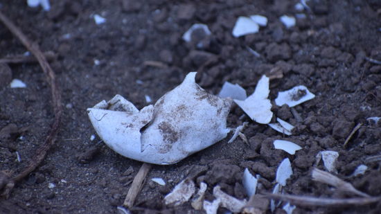 egg shells in mud