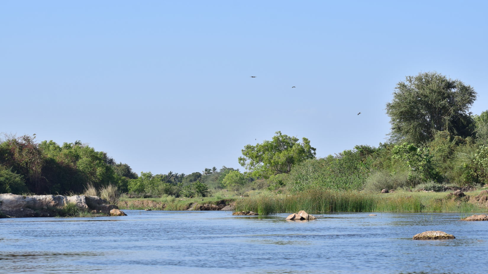 image of a lake in a jungle