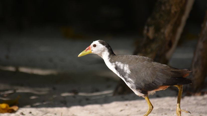 a white-breasted waterhen roaming around