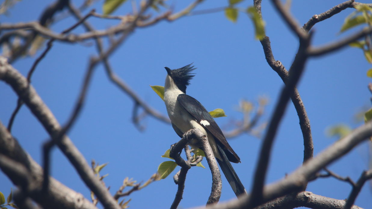 Image of a Pied Cuckoo