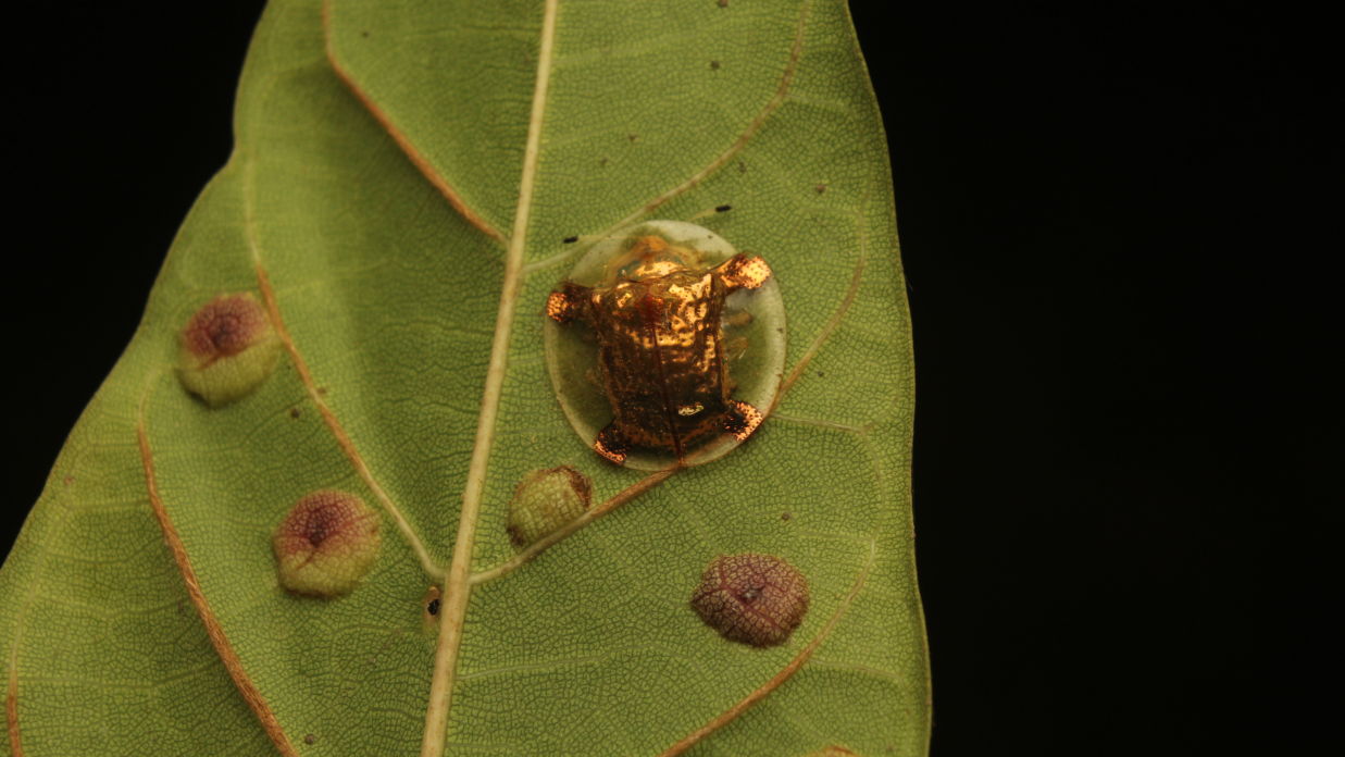   A Golden Tortoise Beetle Resting on a Green Leaf