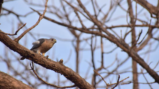 image of a bird sitting on a dried tree branch