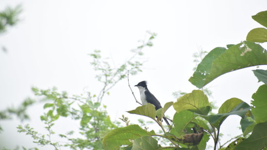 a perched bird on a tree during daytime